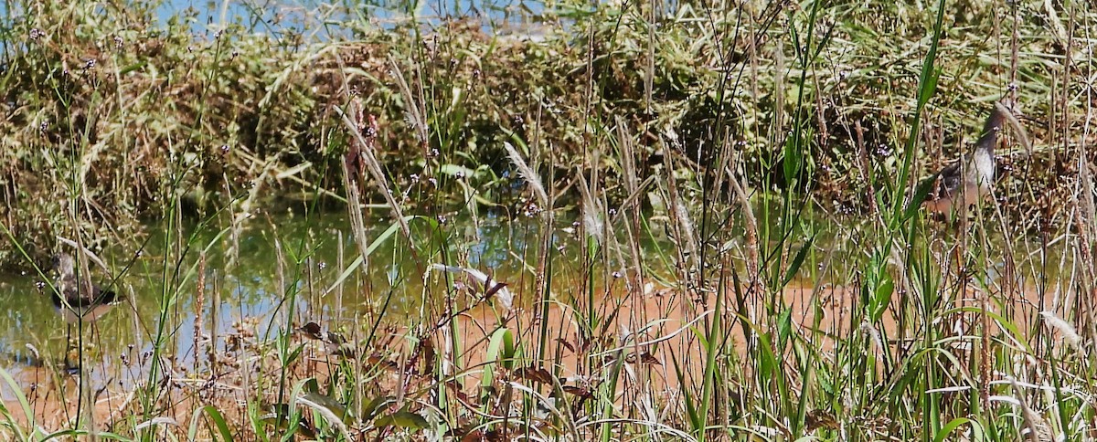 Solitary Sandpiper - ML617329143