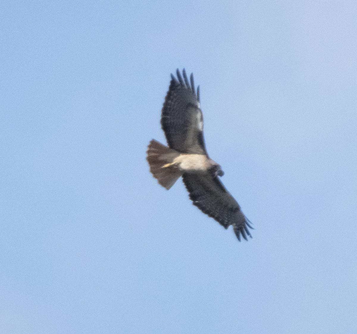 Red-tailed Hawk - Audrey E.