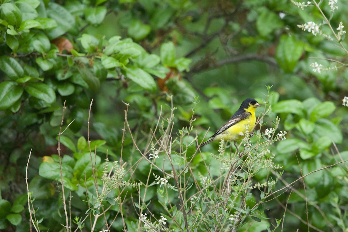 Lesser Goldfinch - Deanna McLaughlin