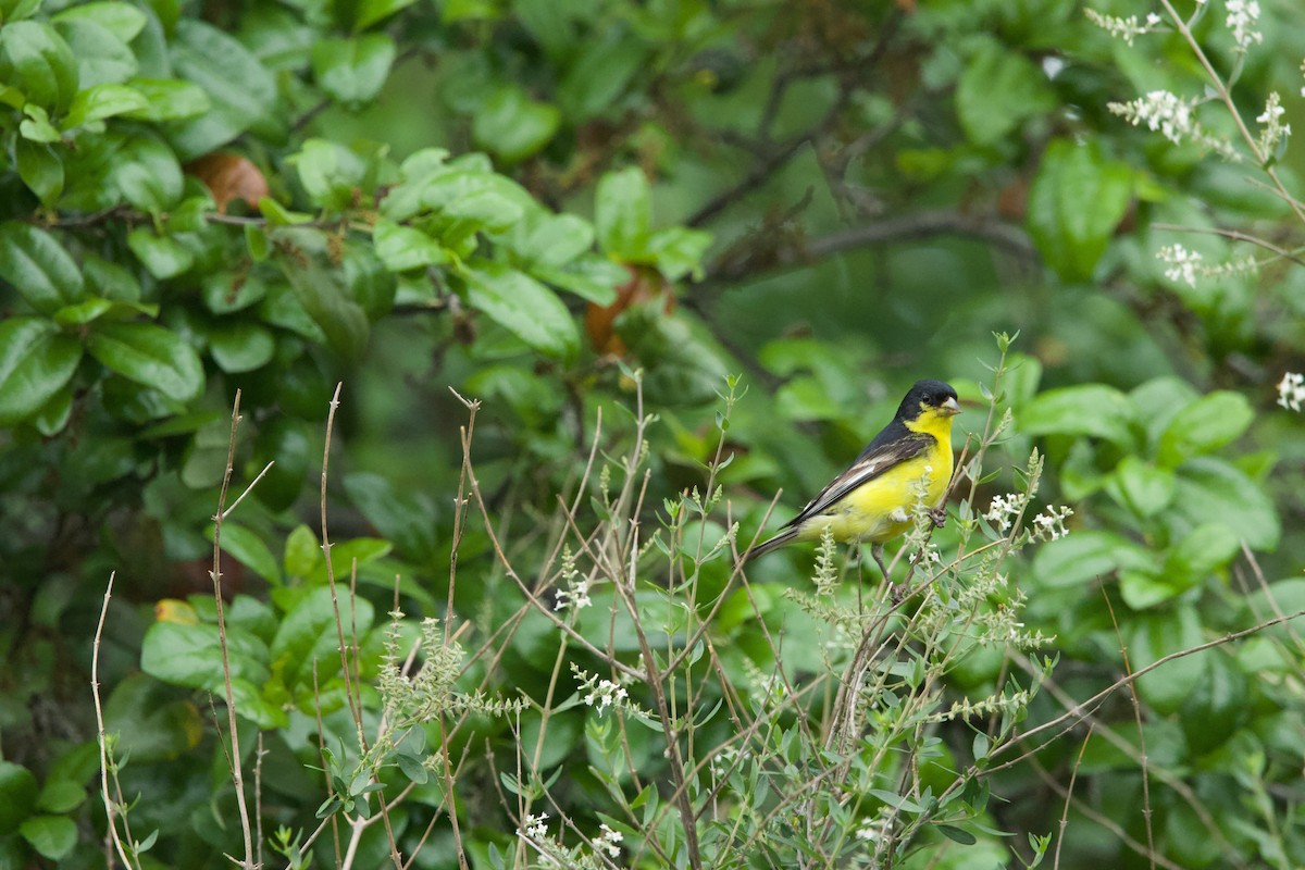 Lesser Goldfinch - Deanna McLaughlin