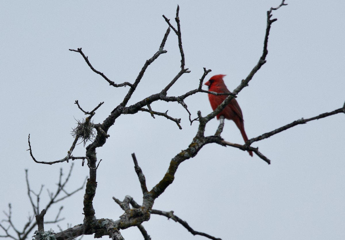 Cardinal rouge (groupe cardinalis) - ML617329213