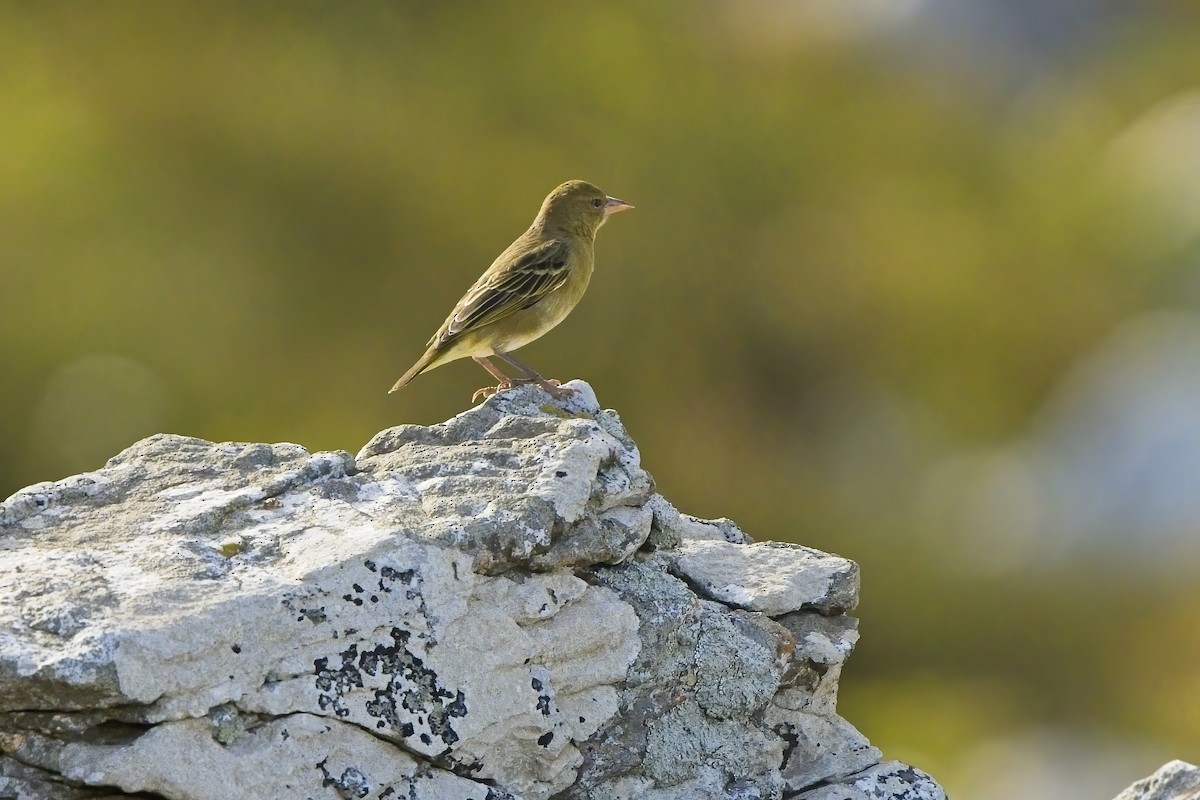 Cape Weaver - Xabier Vázquez Pumariño