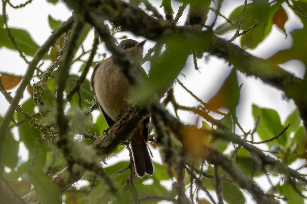 Rufous-tailed Tyrant - Nestor Monsalve (@birds.nestor)