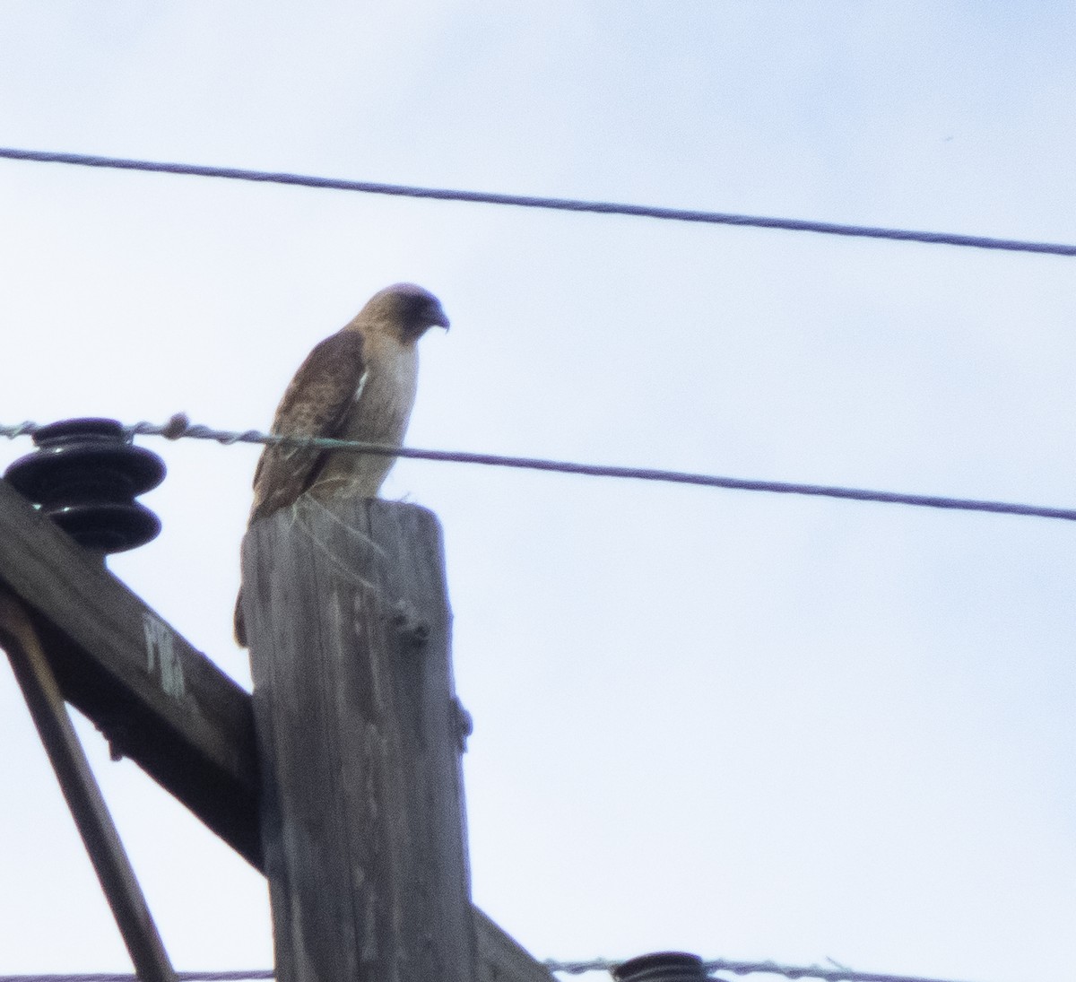 Red-tailed Hawk - Audrey E.