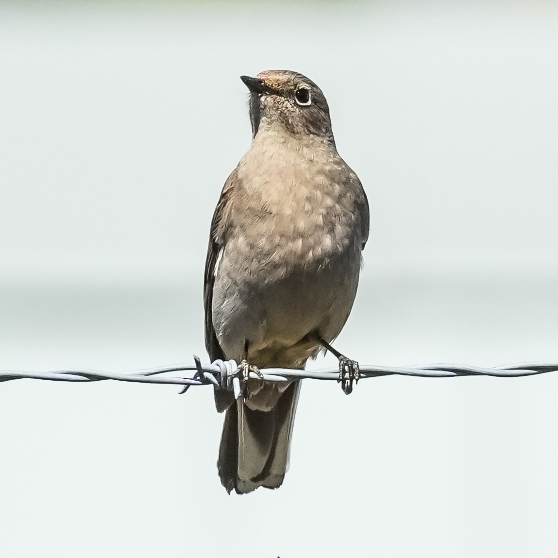 Townsend's Solitaire - ML617329263