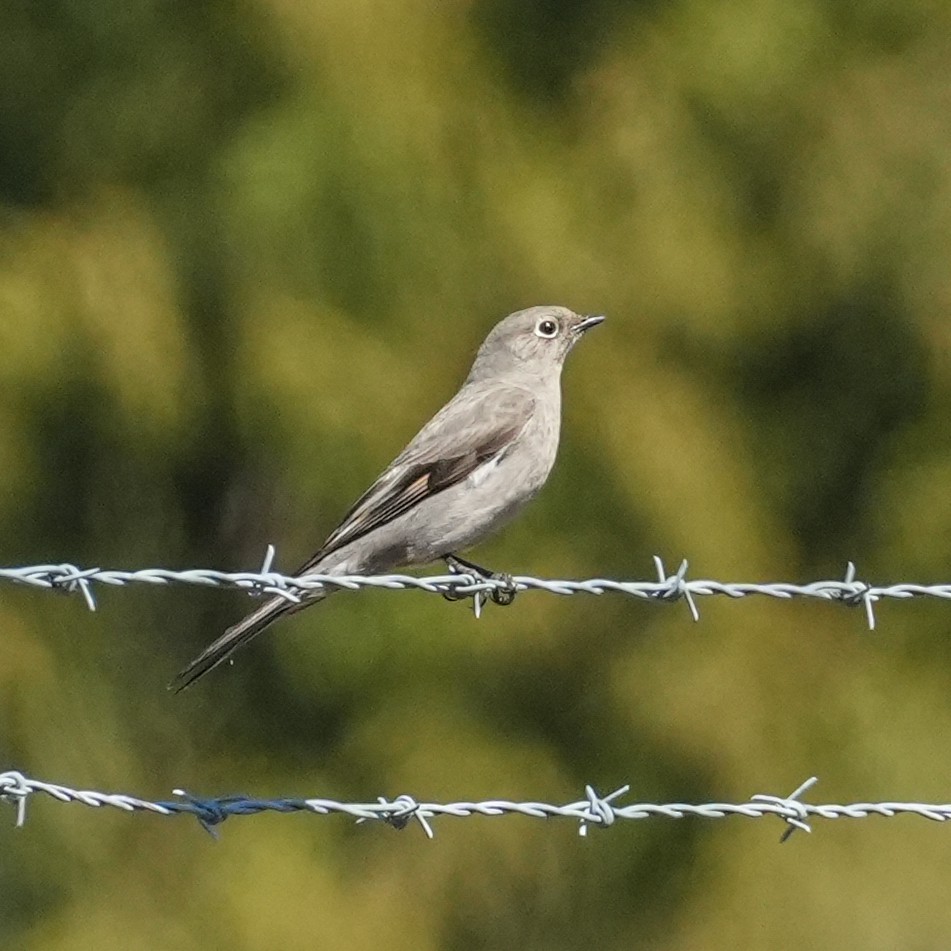 Townsend's Solitaire - ML617329264