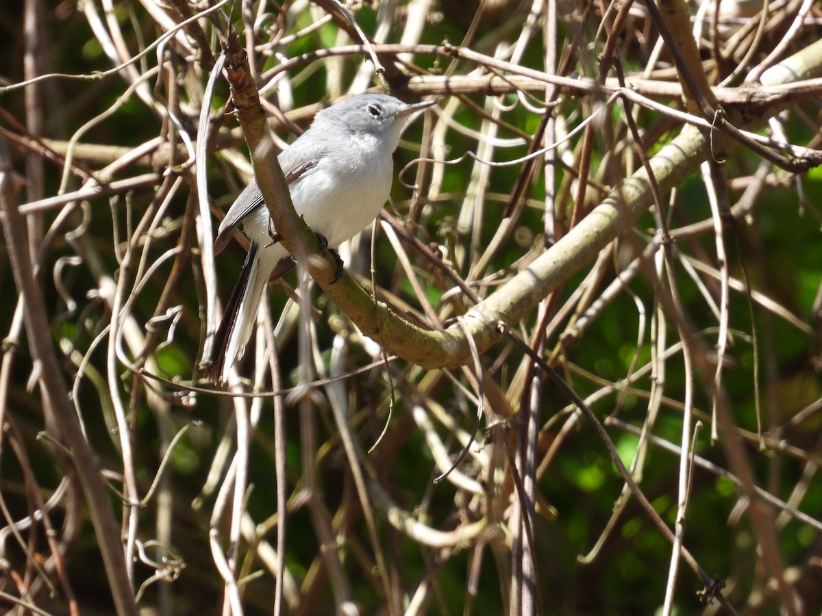 Blue-gray Gnatcatcher - Anne Wills