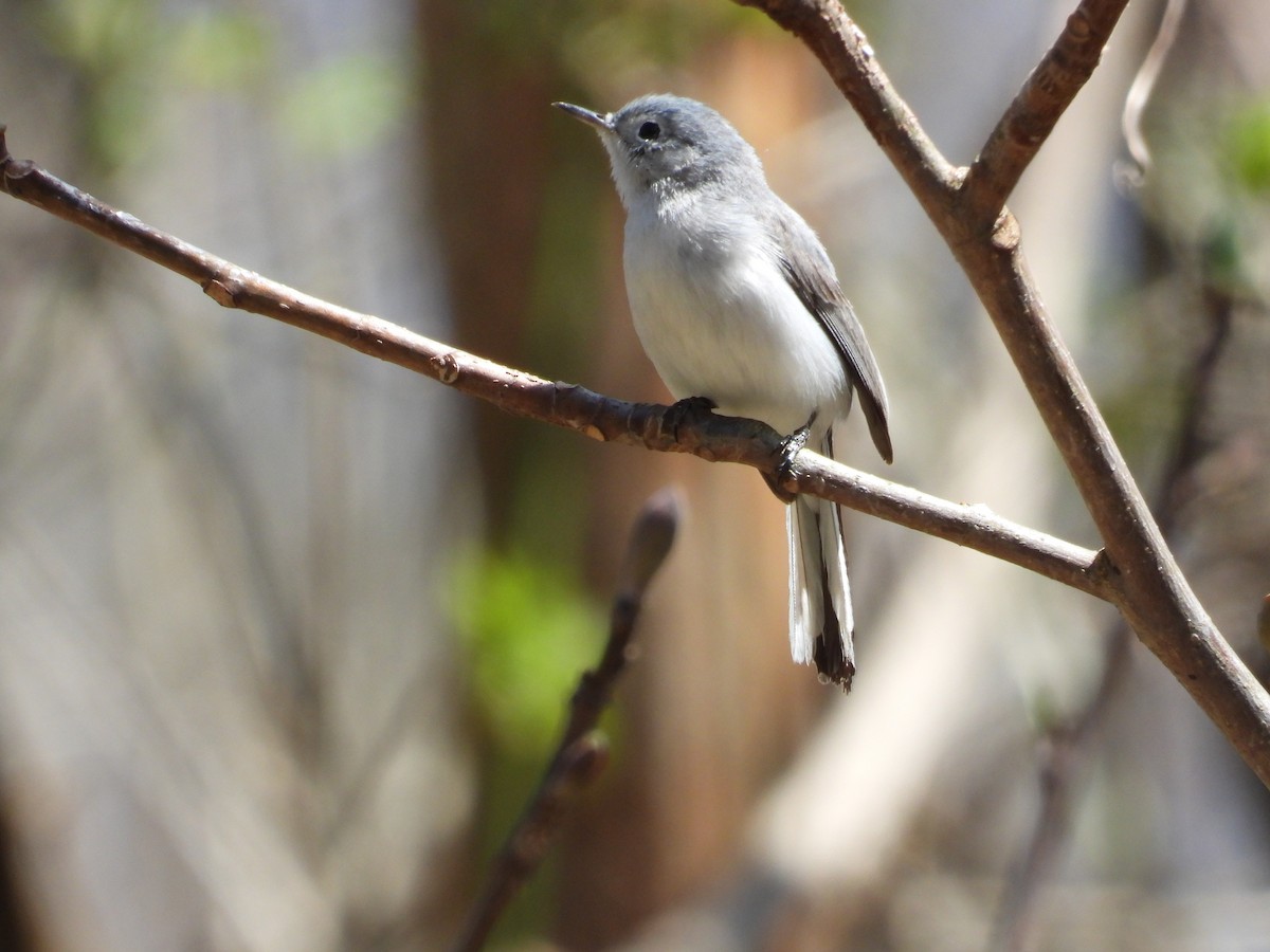 Blue-gray Gnatcatcher - Anne Wills