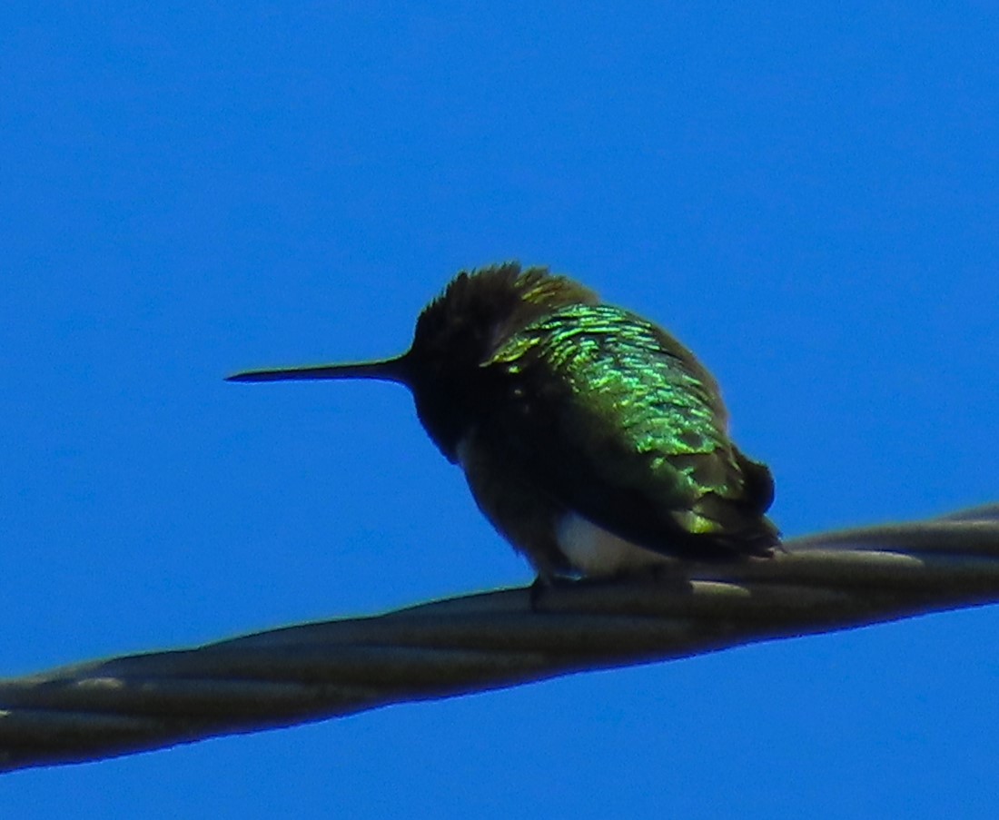 Anna's Hummingbird - ML617329339