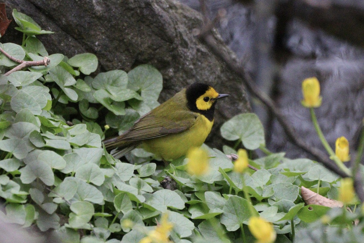 Hooded Warbler - ML617329344