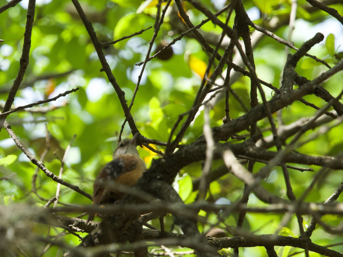 Carolina Wren - ML617329353