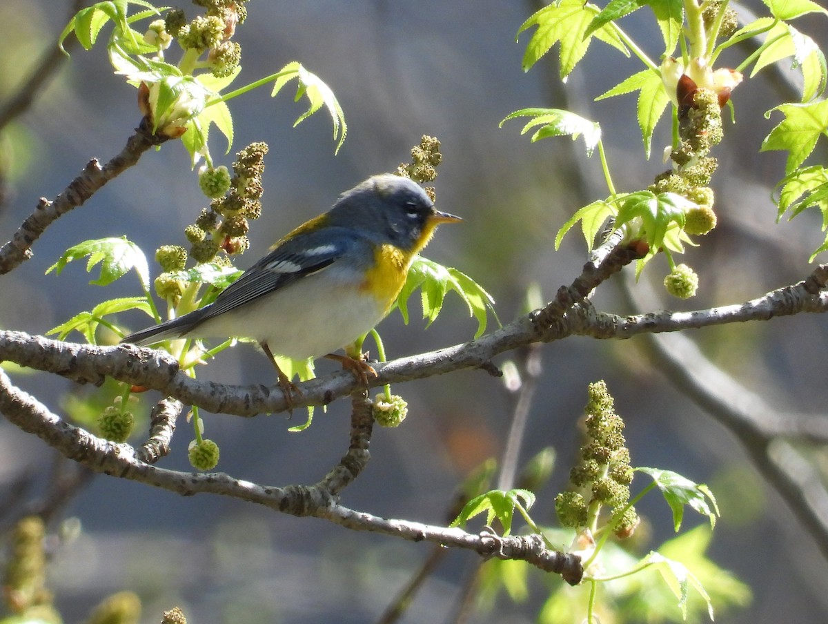 Northern Parula - Anne Wills