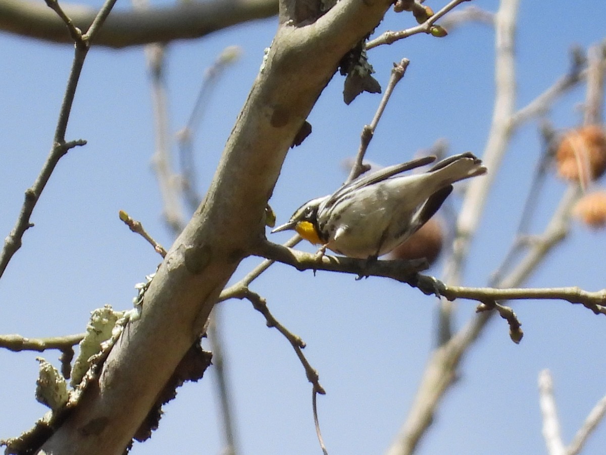 Yellow-throated Warbler - Anne Wills