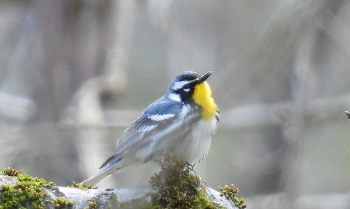 Yellow-throated Warbler - Anne Wills