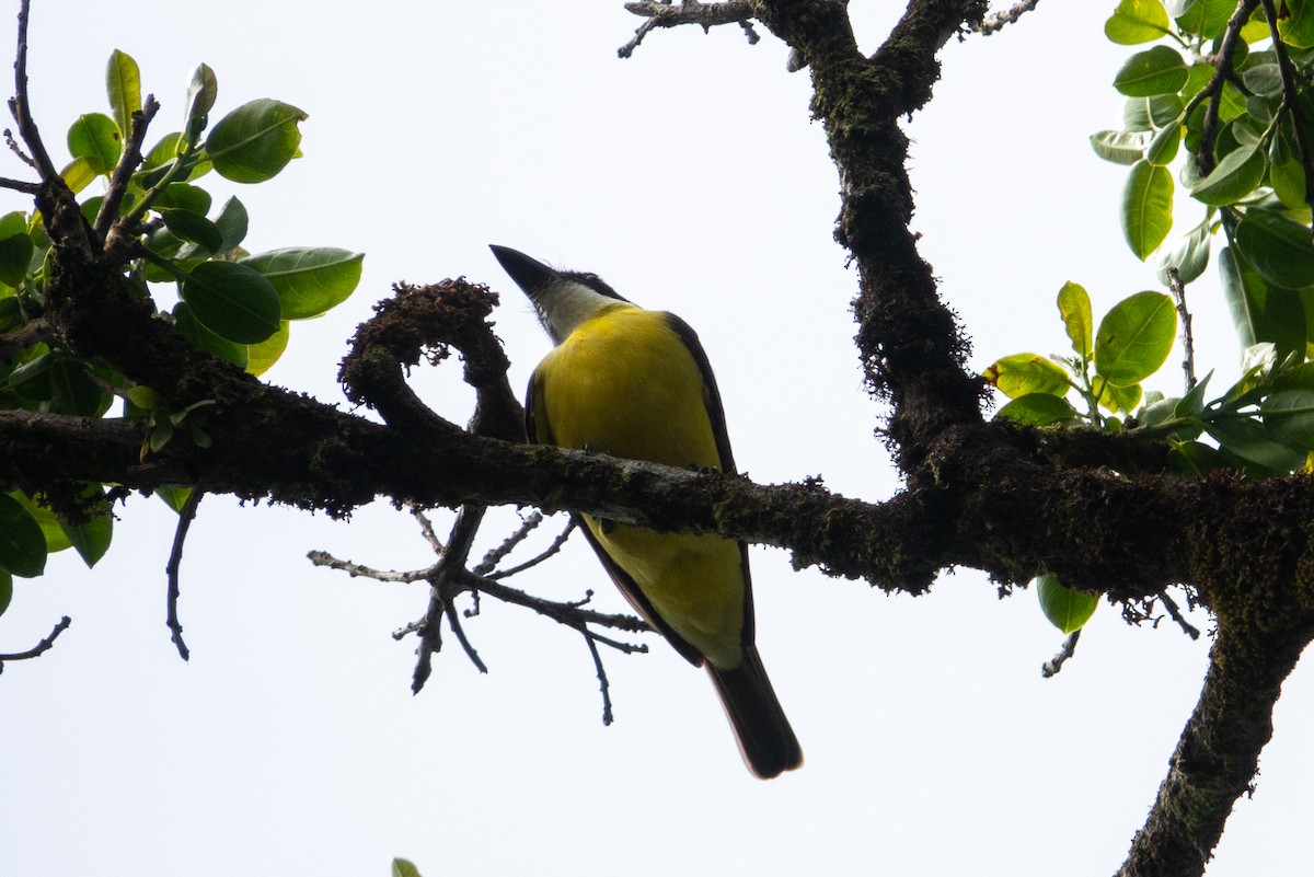 Boat-billed Flycatcher - ML617329407