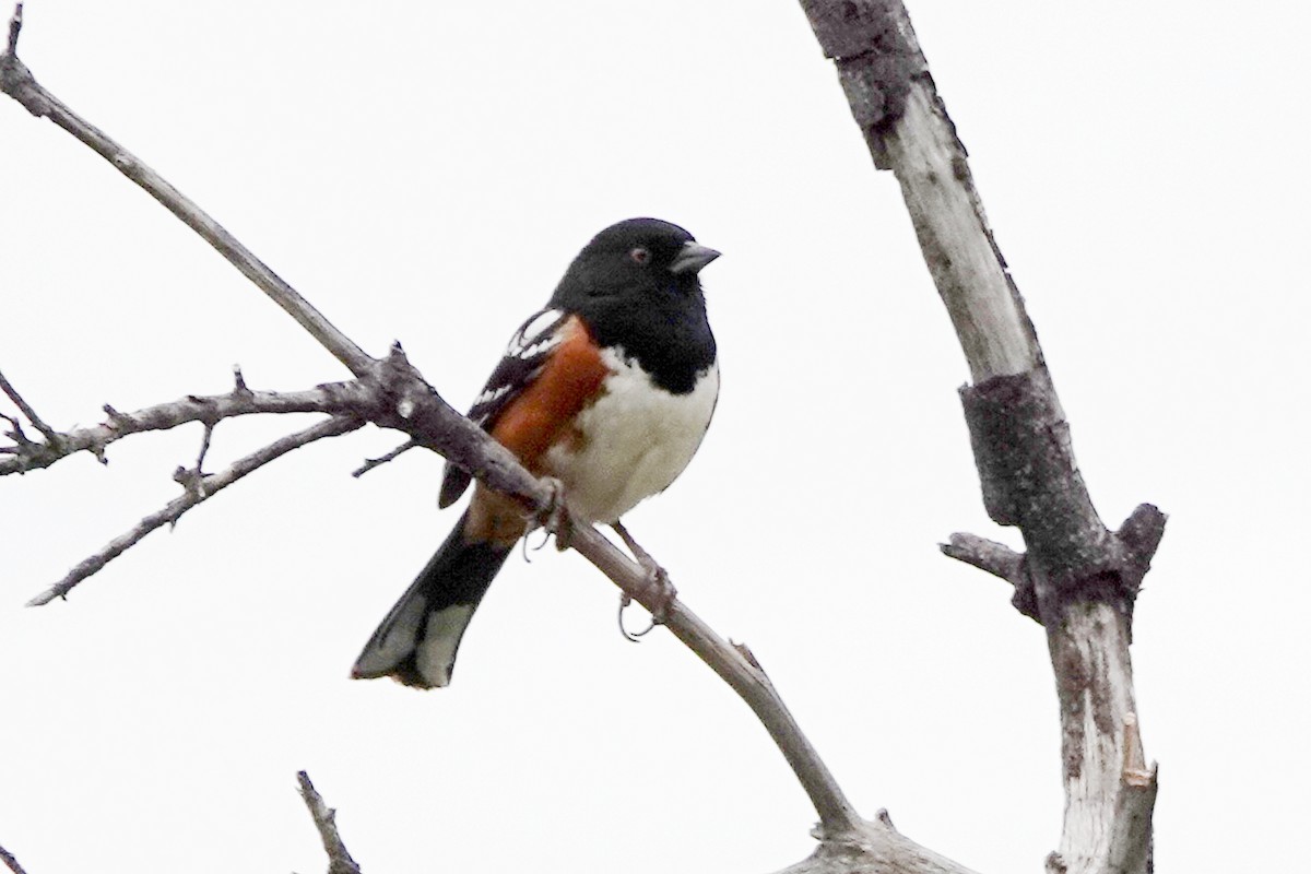 Spotted Towhee - ML617329414