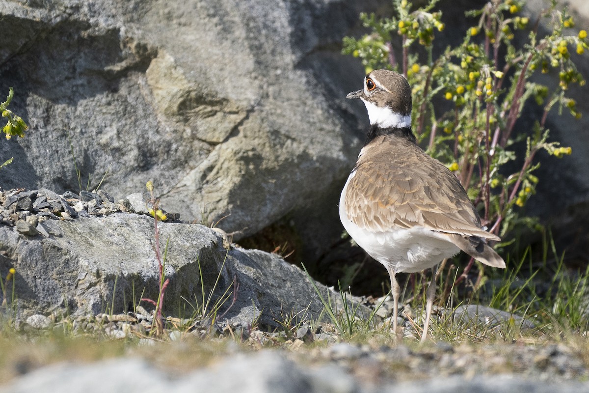 Killdeer - Wayne Lattuca