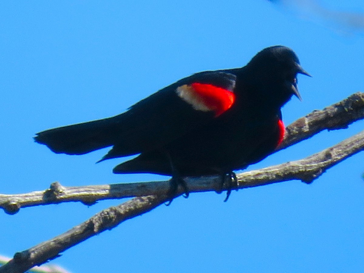 Red-winged Blackbird - ML617329419
