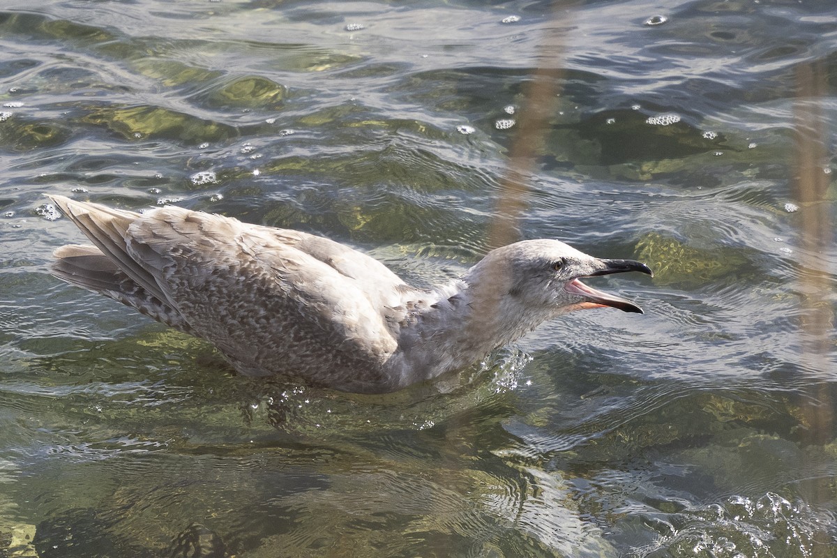 Glaucous-winged Gull - ML617329440