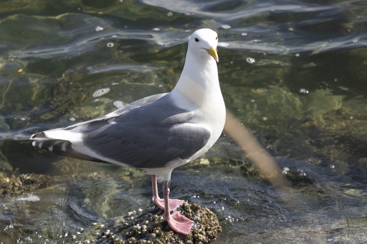 Glaucous-winged Gull - ML617329441