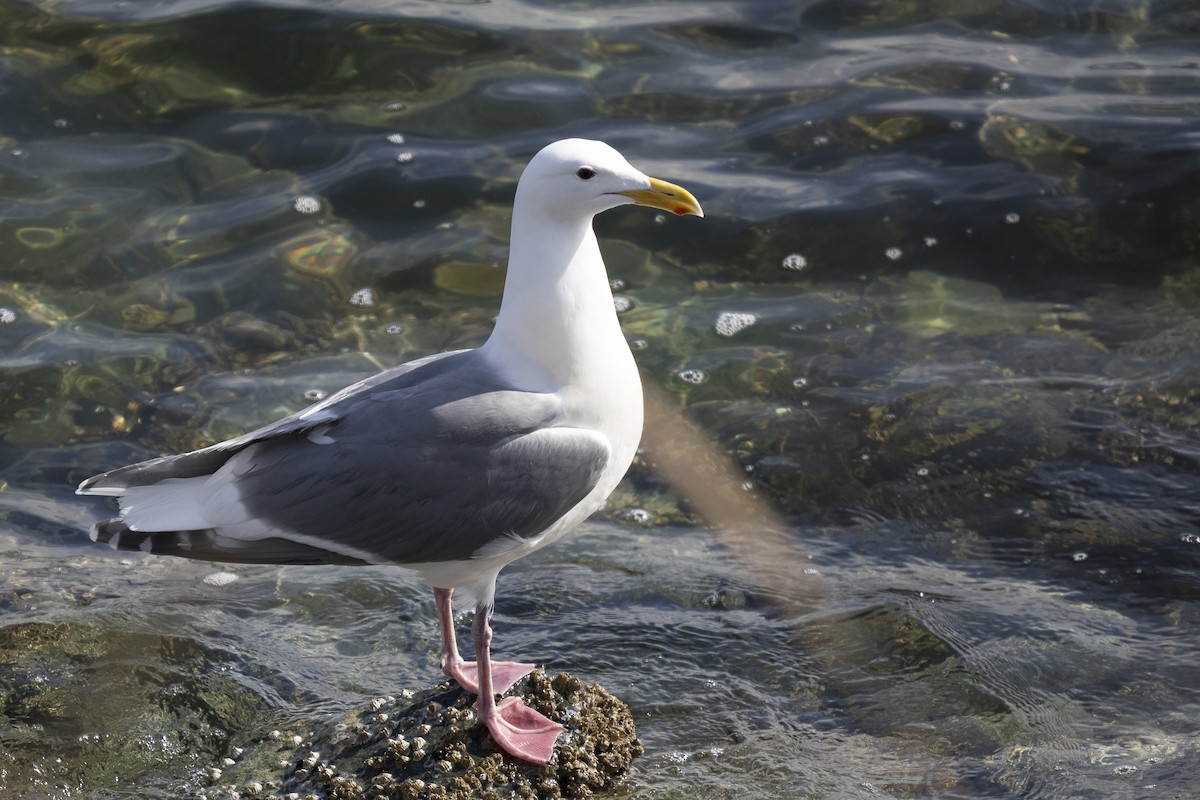 Glaucous-winged Gull - ML617329442