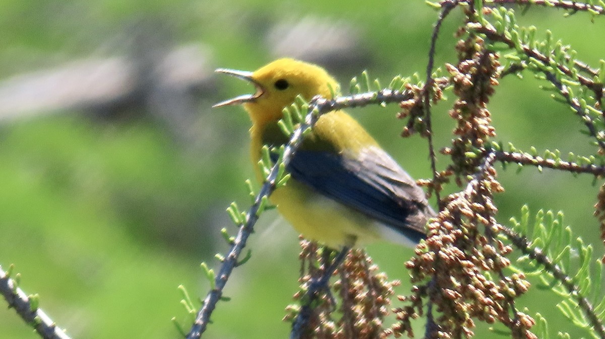 Prothonotary Warbler - ML617329444