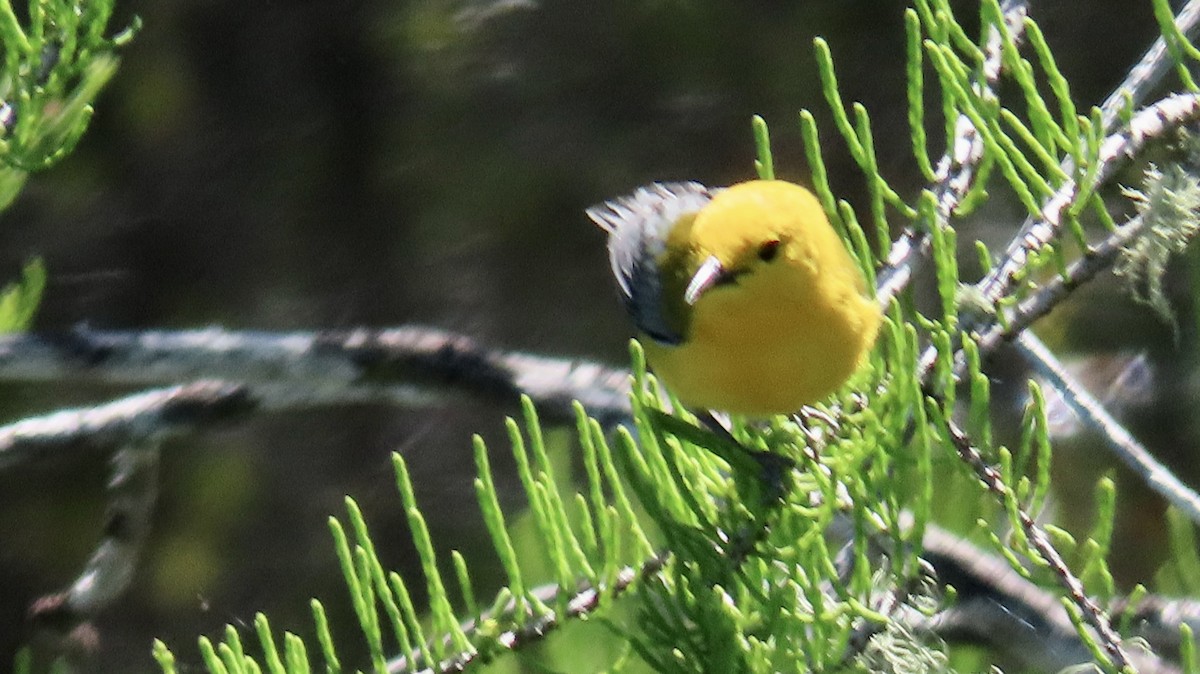 Prothonotary Warbler - ML617329445