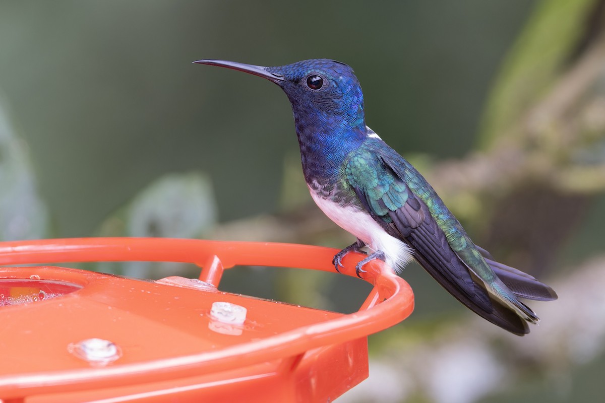 White-necked Jacobin - Michael Todd