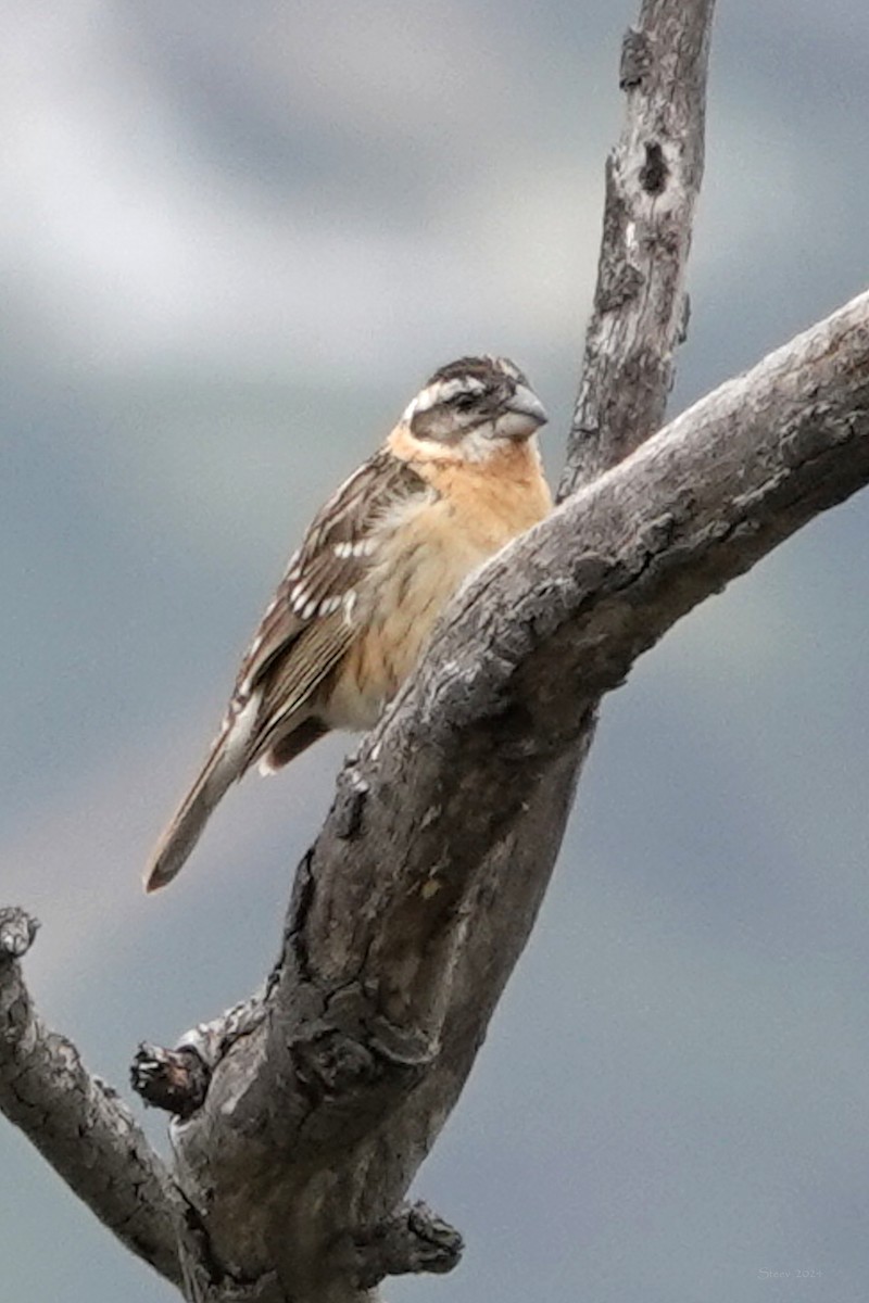 Black-headed Grosbeak - ML617329483