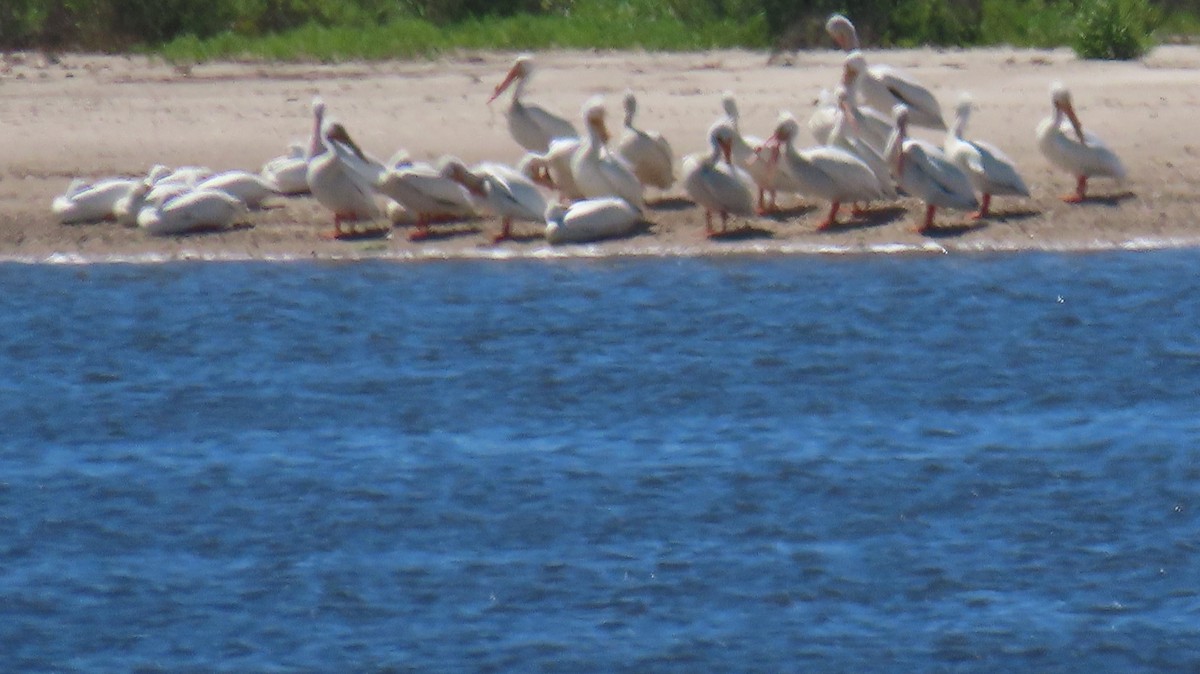 American White Pelican - ML617329498