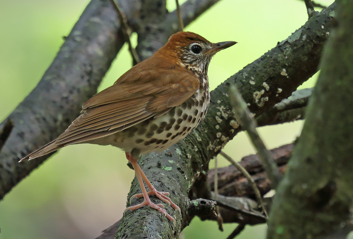 Wood Thrush - Ad Konings