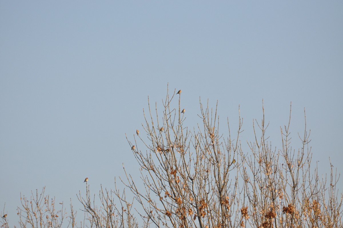 European Goldfinch - Abigail Duvall