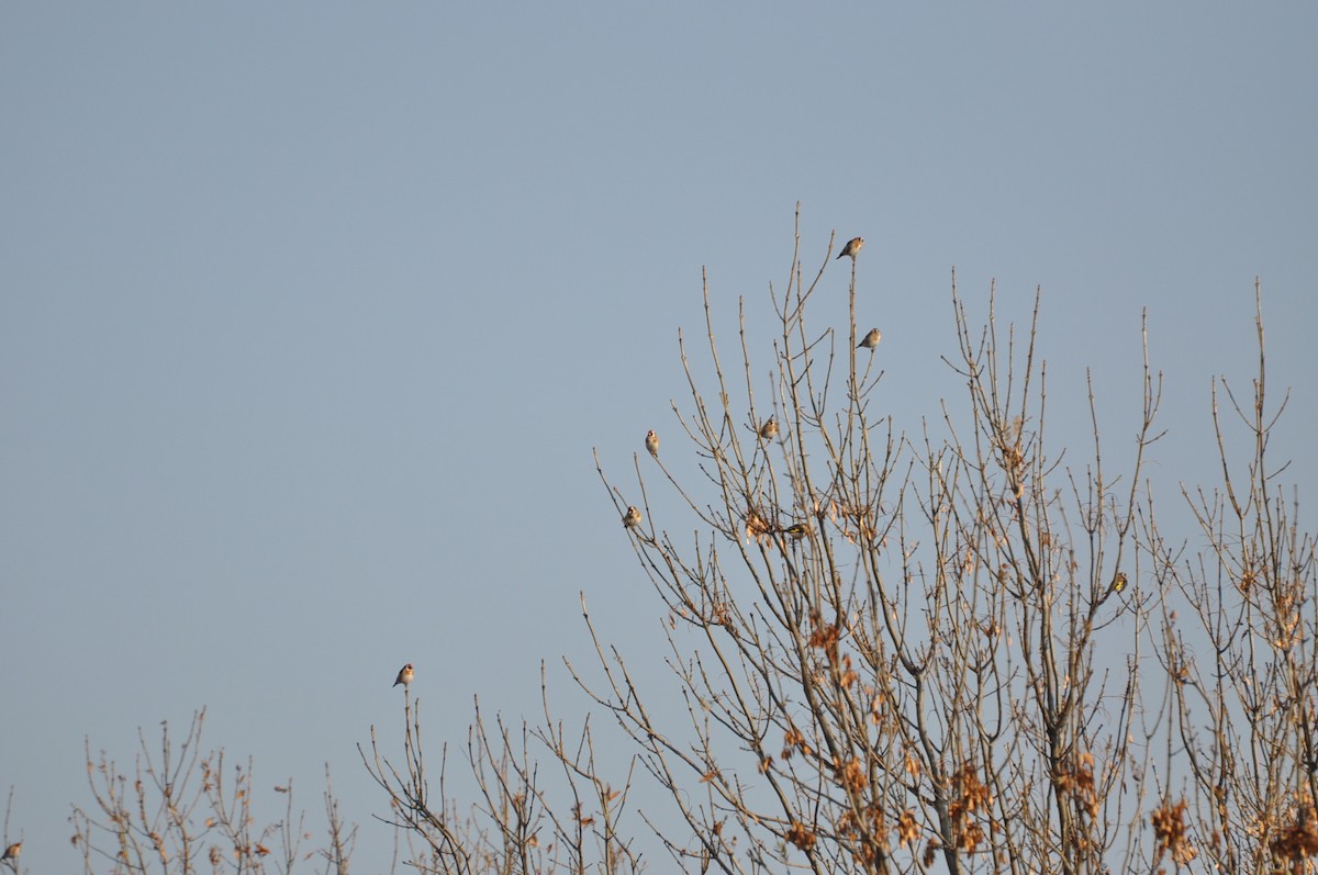 European Goldfinch - Abigail Duvall