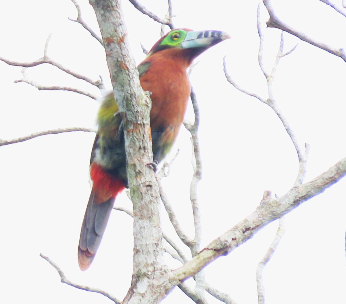 Toucanet à bec tacheté - ML617329513