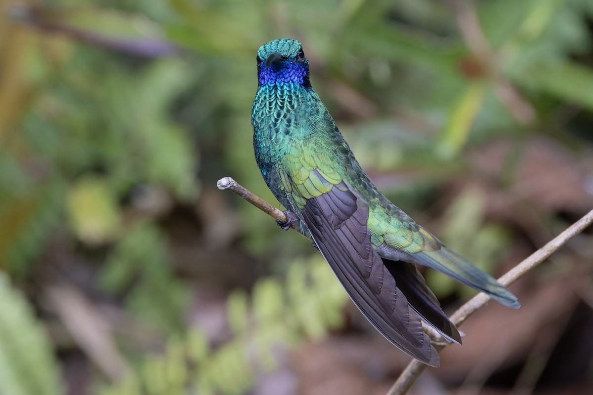 kolibřík modrolící - ML617329525