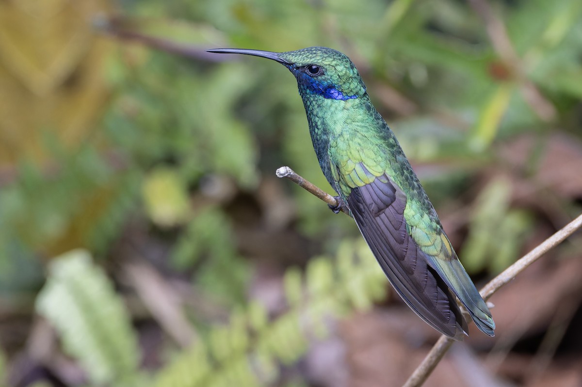 Colibrí Rutilante - ML617329526