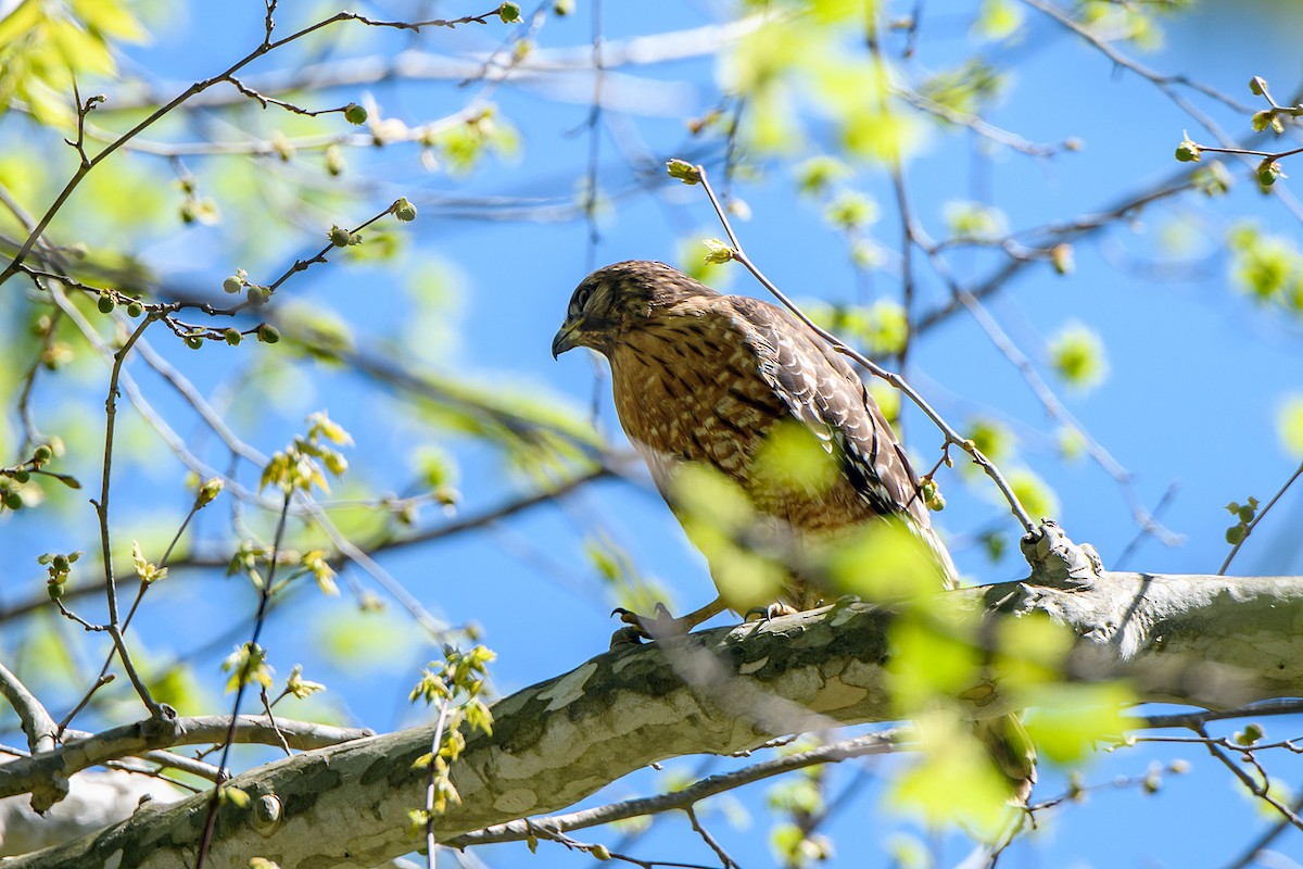 Red-shouldered Hawk - ML617329532