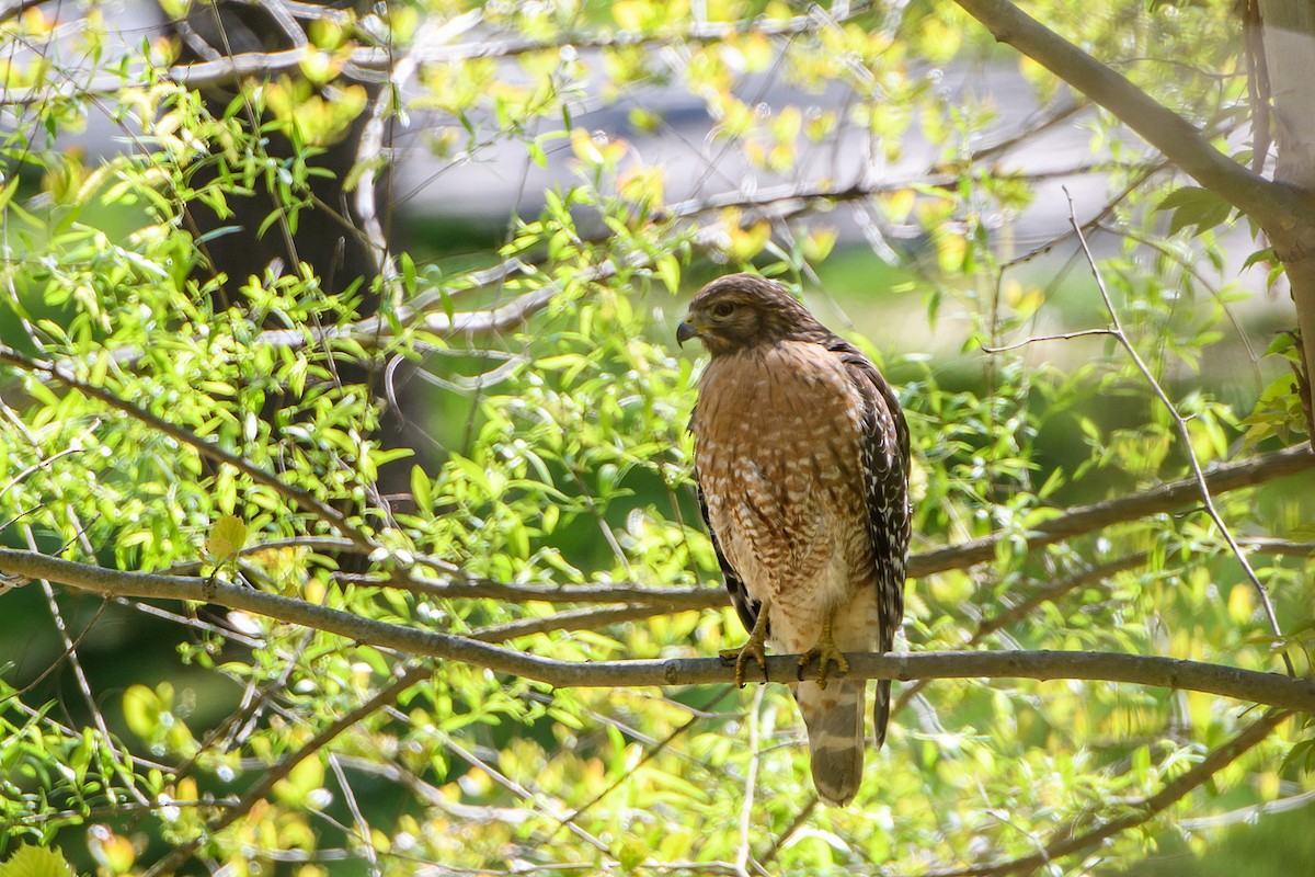 Red-shouldered Hawk - ML617329533