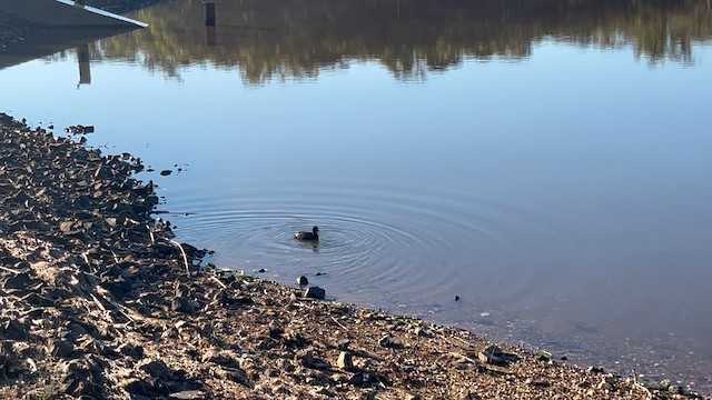 Eurasian Coot - ML617329534