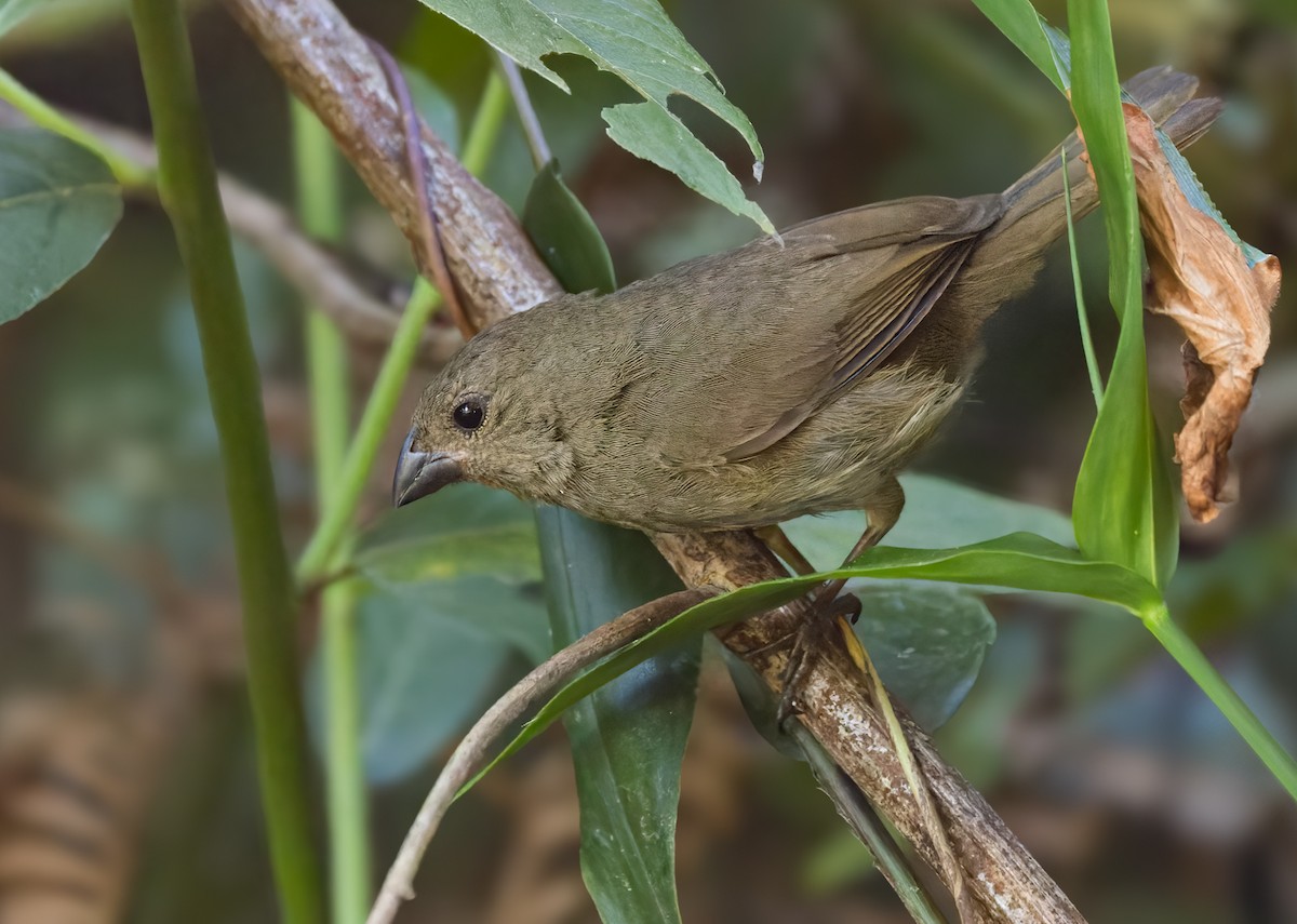 Sooty Grassquit - ML617329543