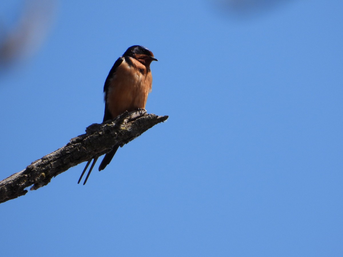 Golondrina Común - ML617329546