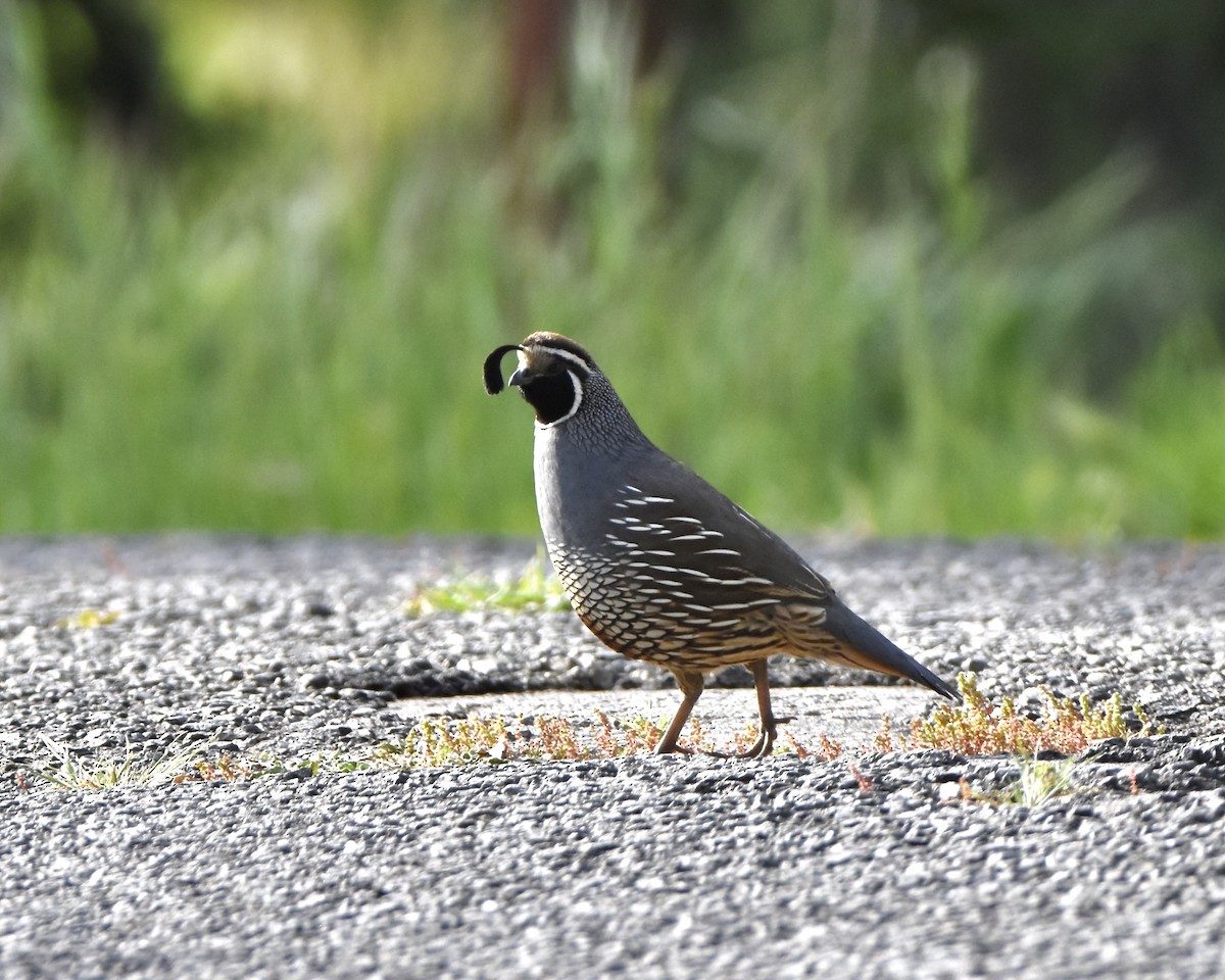 California Quail - ML617329547