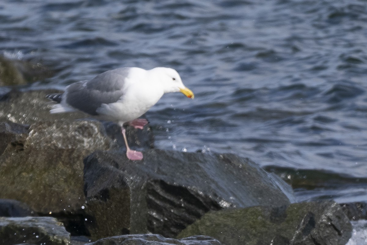 Glaucous-winged Gull - ML617329549