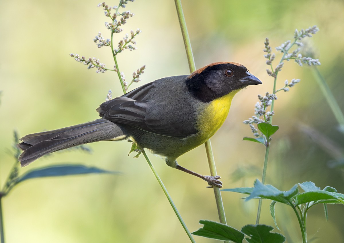Black-fronted Brushfinch - Lars Petersson | My World of Bird Photography