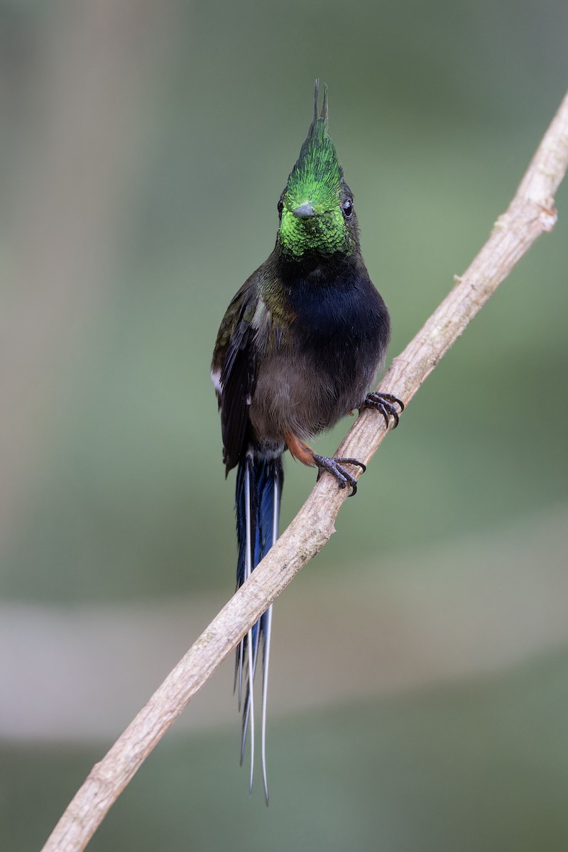 Wire-crested Thorntail - ML617329555