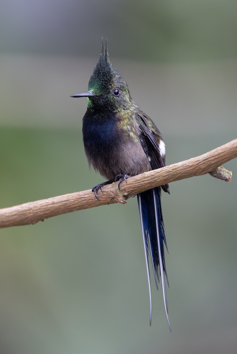 Wire-crested Thorntail - ML617329557