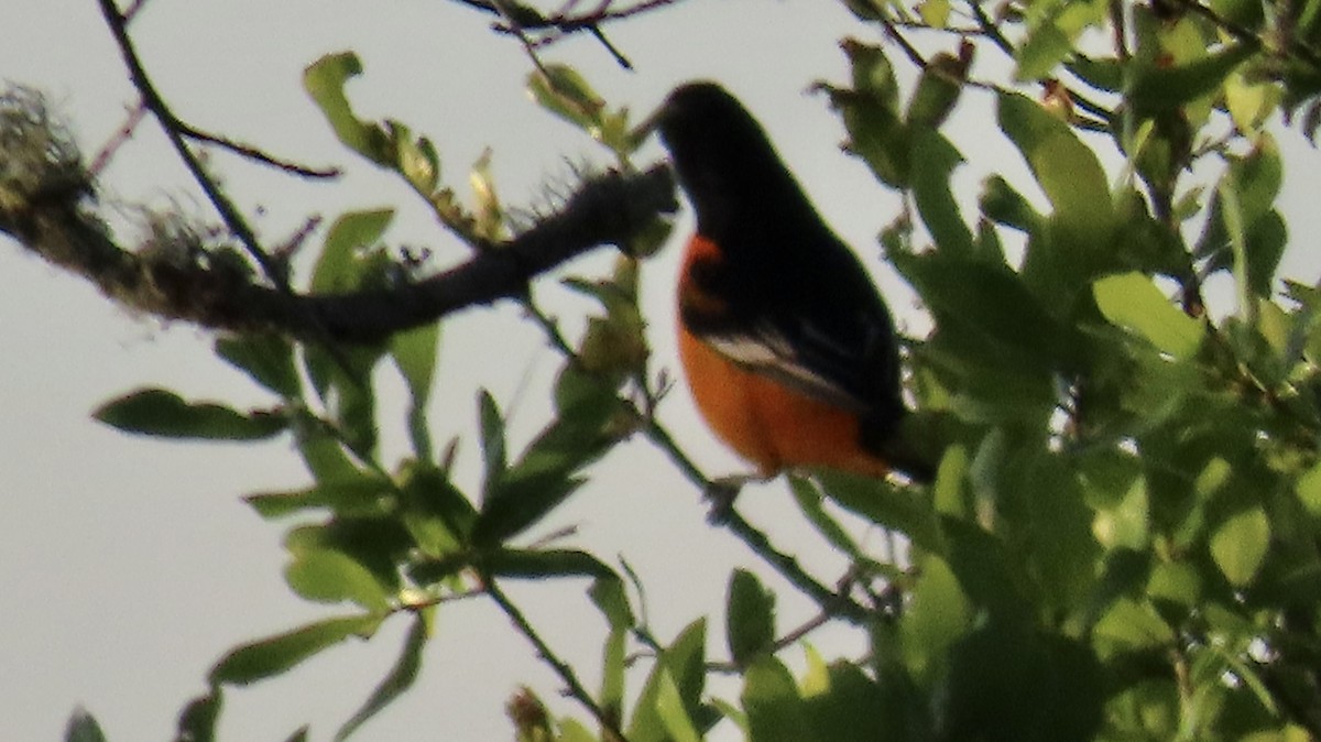 Baltimore Oriole - ML617329568