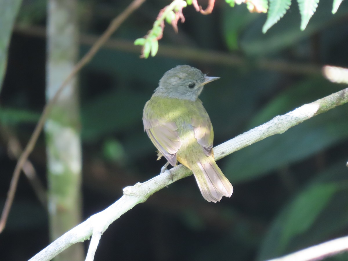 Gray-hooded Flycatcher - ML617329573