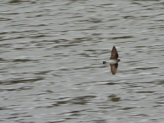 Northern Rough-winged Swallow - Cliff Dekdebrun