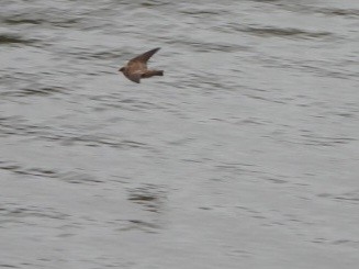 Northern Rough-winged Swallow - Cliff Dekdebrun